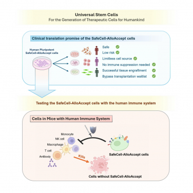 這圖示表達SafeCell AlloAccept細胞在臨床轉化方面的前景，以及相關的實驗結果。